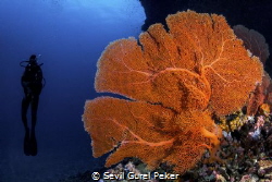 Maalhos Thila site full of soft corals at 20_24 meters by Sevil Gurel Peker 
